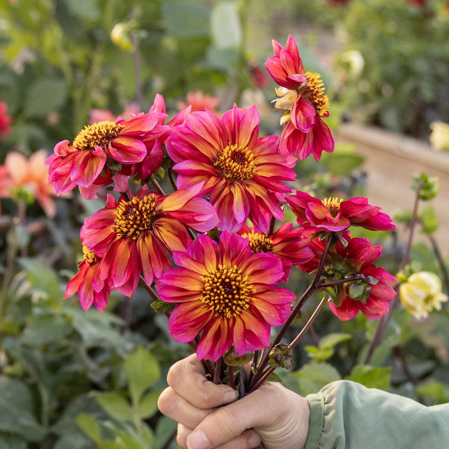 Dahlie 'Princess Nadine'